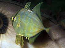 Image of Atropus armatus (Longfin trevally)