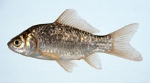 Image of Carassius langsdorfii 