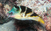 Image of Canthigaster axiologus (Pacific crown toby)