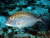 Image of Calamus bajonado (Jolthead porgy)