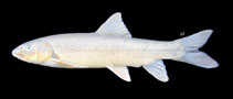 Image of Capoeta banarescui (Banarescu’s barb)