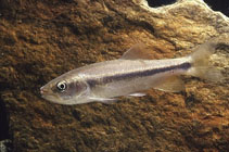 Image of Candidia barbata 