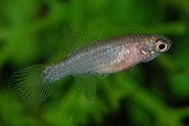 Image of Campellolebias brucei (Swordfin killifish)