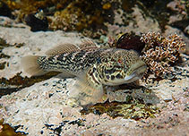 Image of Caffrogobius caffer 