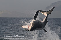 Image of Carcharodon carcharias (Great white shark)