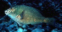 Image of Calotomus carolinus (Carolines parrotfish)