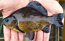 Image of Carassius carassius (Crucian carp)