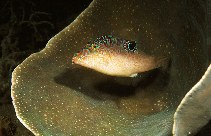 Image of Canthigaster compressa (Compressed toby)