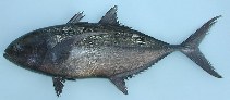 Image of Caranx crysos (Blue runner)