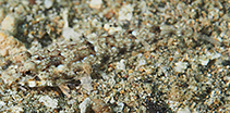 Image of Callionymus enneactis (Mangrove dragonet)