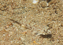 Image of Callionymus enneactis (Mangrove dragonet)