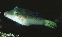 Image of Canthigaster epilampra (Lantern toby)