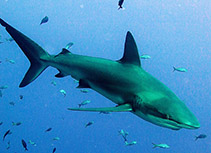 Image of Carcharhinus galapagensis (Galapagos shark)