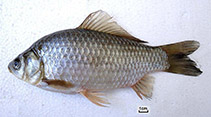 Image of Carassius gibelio (Prussian carp)