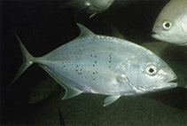 Image of Turrum gymnostethus (Bludger)