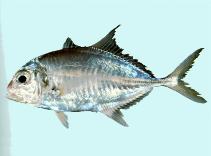 Image of Carangichthys humerosus (Duskyshoulder trevally)