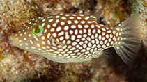 Image of Canthigaster jactator (Hawaiian whitespotted toby)