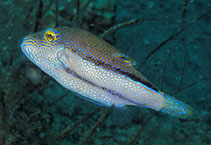 Image of Canthigaster jamestyleri (Goldface toby)