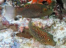 Image of Canthigaster janthinoptera (Honeycomb toby)