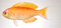 Image of Callanthias japonicus 