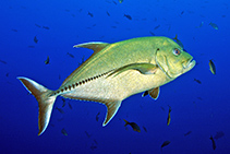 Image of Caranx lugubris (Black jack)