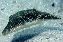 Image of Canthigaster margaritata 