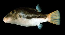 Image of Canthigaster marquesensis 