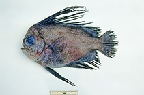 Image of Caristius meridionalis 