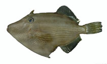 Image of Thamnaconus multilineatus 