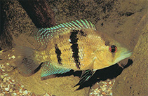 Image of Caquetaia myersi 