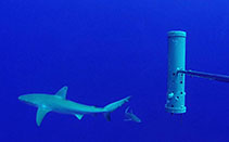 Image of Carcharhinus obscurus (Dusky shark)