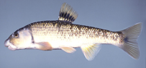 Image of Campostoma oligolepis (Largescale stoneroller)