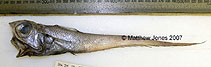 Image of Coelorinchus oliverianus (Hawknose grenadier)