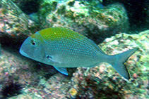 Image of Calamus pennatula (Pluma porgy)