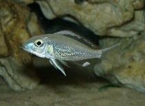 Image of Callochromis pleurospilus 