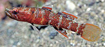 Image of Calumia profunda (Deepreef coralgudgeon)