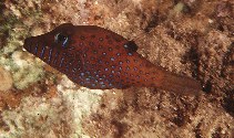 Image of Canthigaster pygmaea (Pygmy toby)