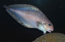 Image of Careproctus roseofuscus (Round snailfish)
