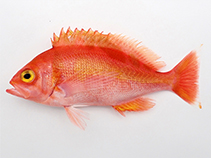 Image of Caprodon schlegelii (Sunrise perch)