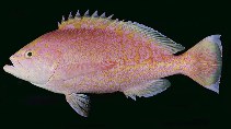 Image of Caprodon schlegelii (Sunrise perch)