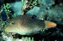 Image of Canthigaster solandri (Spotted sharpnose)