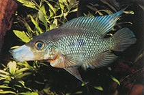 Image of Caquetaia spectabilis 