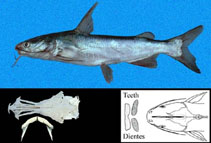 Image of Cathorops steindachneri (Steindachner\