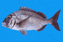 Image of Calamus taurinus (Galapagos porgy)