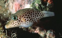 Image of Canthigaster tyleri (Tyler\