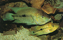 Image of Kronoheros umbrifer (Turquoise cichlid)