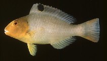 Image of Cetoscarus bicolor (Bicolour parrotfish)