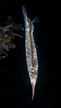 Image of Centriscus cristatus (Smooth razorfish)