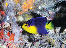 Image of Centropyge debelius (Blue Mauritius angelfish)