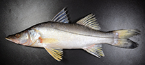 Image of Centropomus irae (Ira’s snook)